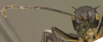 Media type: image; Entomology 21658   Aspect: head frontal view